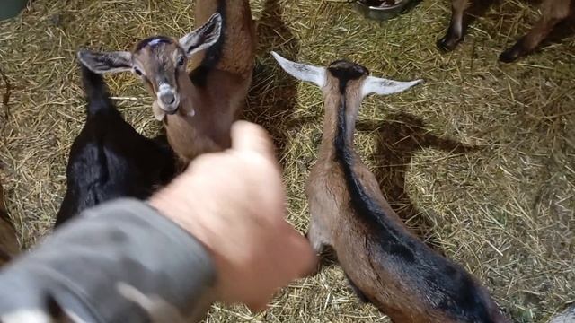 Будни козлятника.