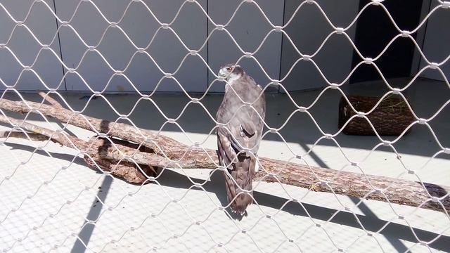 Центр спасения птиц московского зоопарка. Ястреб-тетеревятник.