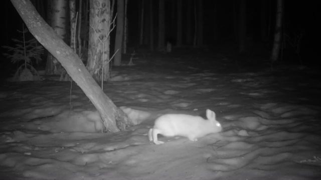 ЖИВУ в ЗЕМЛЯНКЕ с РЫЖИМ ЗВЕРЕМ - НОВЫЙ ГОД в ДОМЕ под ЗЕМЛЕЙ | Пришли РЫСИ, Жизнь в ТАЙГЕ - Лесные смотреть онлайн