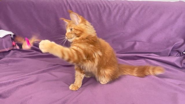 красный кот