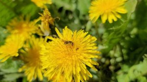 Начало НОВОГО | Труды благоухают | Релакс