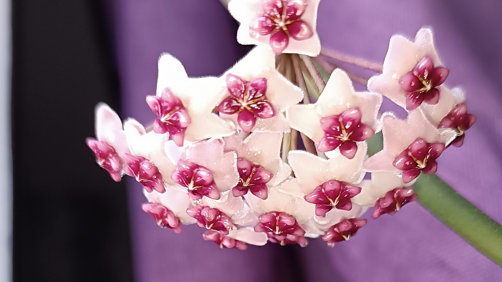 Хойя обовата смотреть онлайн