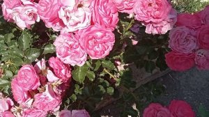 Флорибунда Мойн Мойн цветение