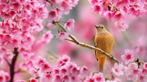 Ретро шлягер, лучшее - "Журчат ручьи"