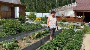 ЗЕМЛЯНИКА КРУПНОПЛОДНАЯ НЕ БУДЕТ БОЛЕТЬ И БУДЕТ БОЛЬШОЙ УРОЖАЙ