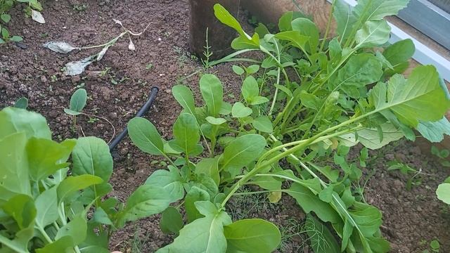 Монстр на огороде//парник своими руками//суп на крстре//красота летнего сада смотреть онлайн