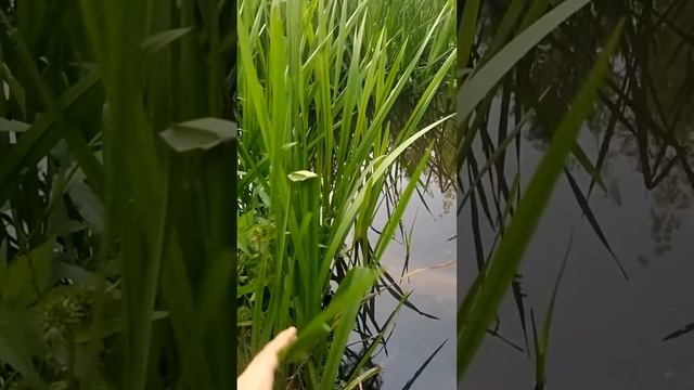 Ежеголовник водное растение на реке Яуза плоды смотреть онлайн