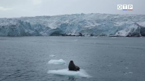 Арктика тает в два раза быстрее: что это значит для планеты и сможем ли мы её сохранить?