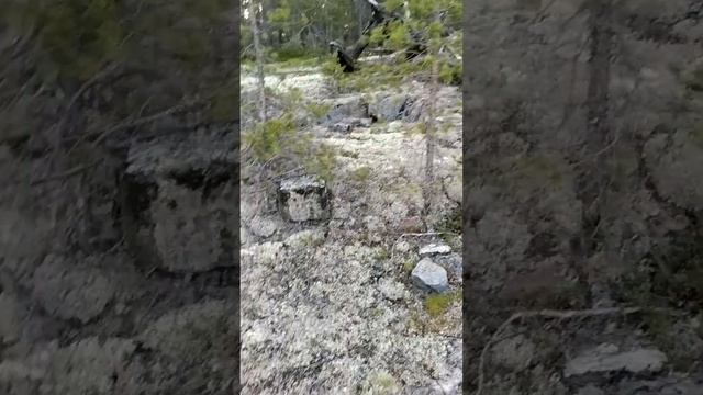 Как расти прямо на камнях без почвы? Симбиоз гриба и водоросли: ягель, олений мох. Белое море. смотреть онлайн