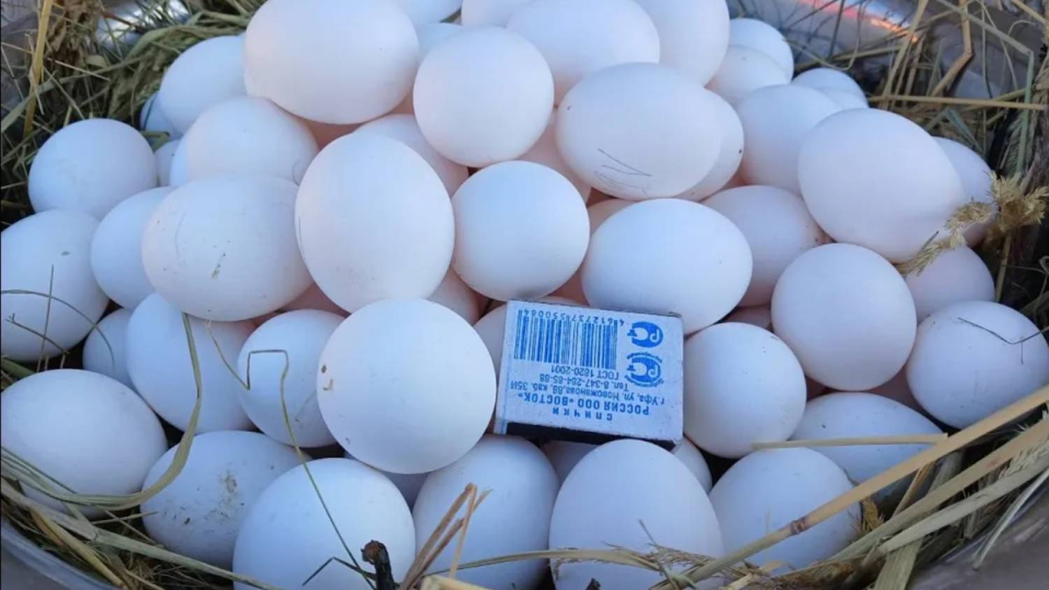 ХОЧЕШЬ КРУПНОЕ ТЯЖЁЛОЕ КУРИНОЕ ЯЙЦО!!! СМОТРИ И ДЕЙСТВУЙ!!! 16.06.2025 год. смотреть онлайн