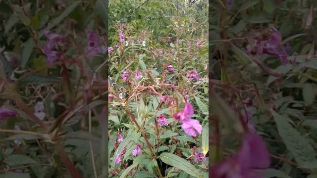 Недотрога железистая Ройля на Яузе смотреть онлайн