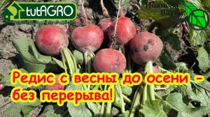 СУПЕР-СПОСОБ ВЫРАЩИВАНИЯ РЕДИСА ЛЕТОМ! Редис будет сочный и без блошки при летних посевах.