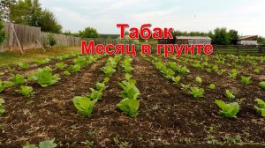 Обзор Табака- месяц в грунте, результат!