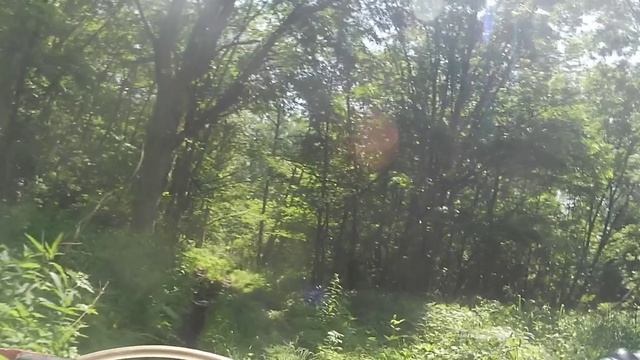 Фокинский лес