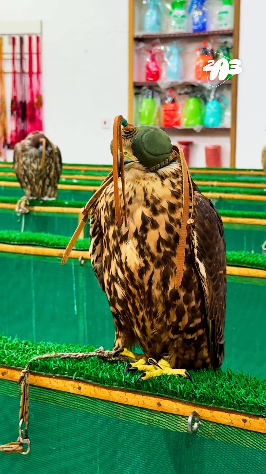 🤯 Секретное оружие арабов: эта штука ВЫКЛЮЧАЕТ птиц! смотреть онлайн