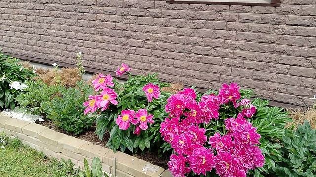 Пионы после грозы - июнь 2025 смотреть онлайн