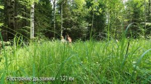 ЛЕС БРАКОНЬЕРОВ - КУДА НАС ВЫВЕЛ СЛЕД ПОДЖИГАТЕЛЕЙ? ЧУЖИЕ ДОМА в ЛЕСУ