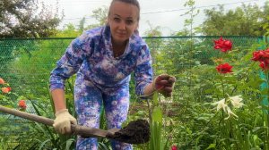 Ждем пополнение / Простая жизнь в деревне / Пересаживаю цветы / Оборвали черешню.