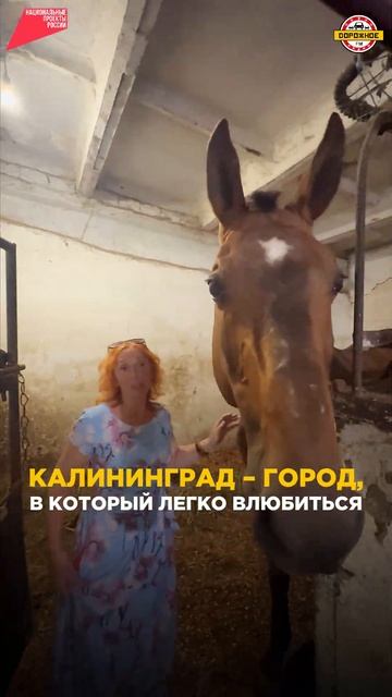 Только для тех, кто УСТАЛ от МОСКВЫ! #калиниград #городкалининград #путешествия #путь #дорога смотреть онлайн