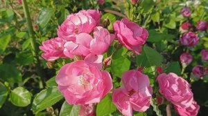 Самый лучший и простой способ, как  БОРОТЬСЯ с БРОНЗОВКОЙ и ОЛЁНКОЙ. Почему я делаю именно так.