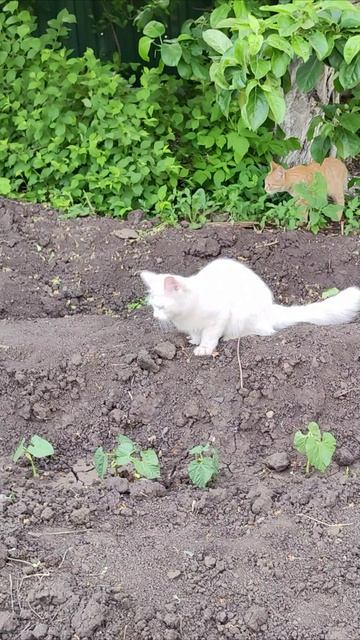 Прыжок кошки. #кошки #шорты 4k смотреть онлайн