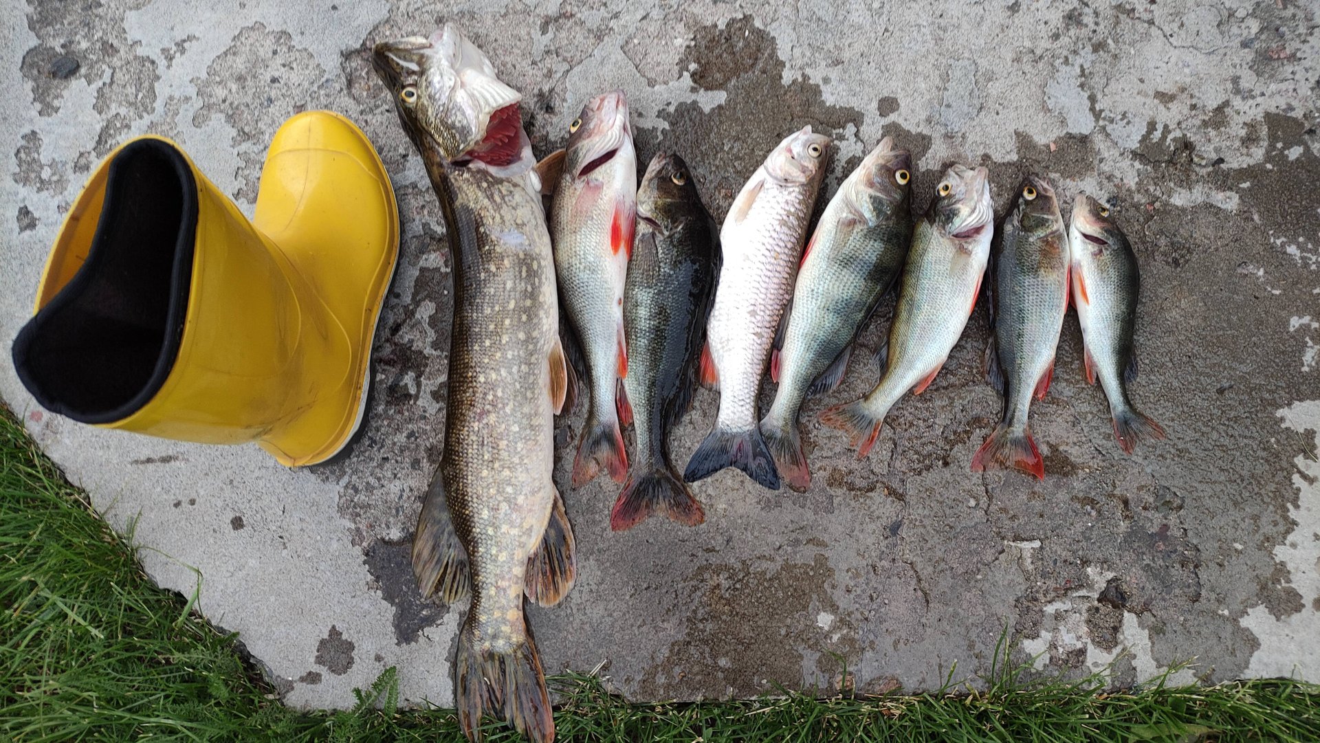 ОТКРЫТИЕ РЫБАЛКИ С ЛОДКИ 2025 смотреть онлайн