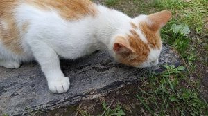 кот ест читос.