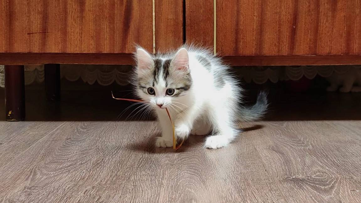 Милые котята нашли листья комнатного растения и начали играть. смотреть онлайн