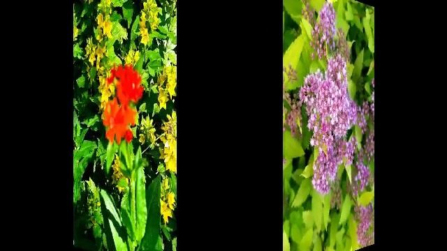 Лето _ это маленькая жизнь💚☀️🌳🌲🌺.mp4 смотреть онлайн