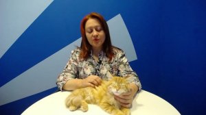 Pitomnik-sibirskih-koshek