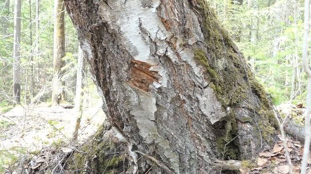 УШЕЛ ОДИН жить в ДОМ ПОД ЗЕМЛЕЙ | МЕДВЕДИЦА ПРИШЛА С МЕДВЕЖОНКОМ | КРЫША НЕ ВЫДЕРЖАЛА смотреть онлайн