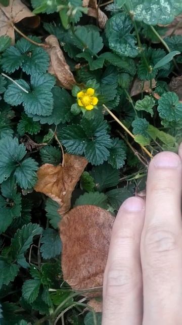 Земляника или нет? Москва, забор у детского сада. Лапчатка индийская! смотреть онлайн