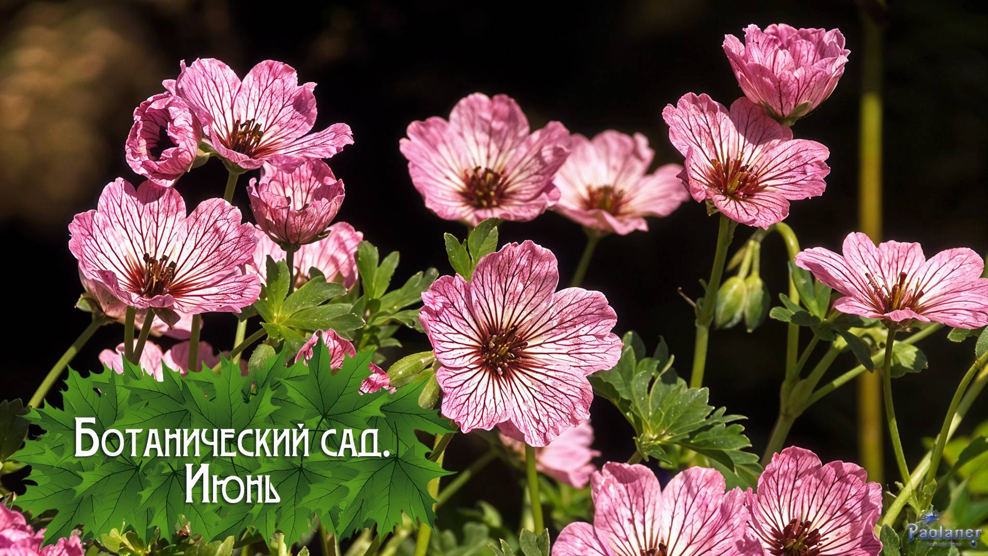 Ботанический сад. Июнь (2025) смотреть онлайн
