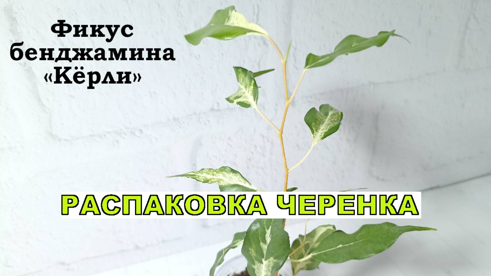 Фикус бенджамина КЁРЛИ. Цветочная распаковка смотреть онлайн