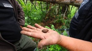 НАШЛИ В ЛЕСУ НЕОБЪЯСНИМОЕ И ПОНЕСЛОСЬ! ТАЙНА В ТАЙГЕ РАСКРЫТА | НАХОДКИ, ДОЛЬМЕН и МЕТАЛЛОКОП в ЛЕСУ