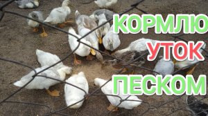 Зачем уткам песок