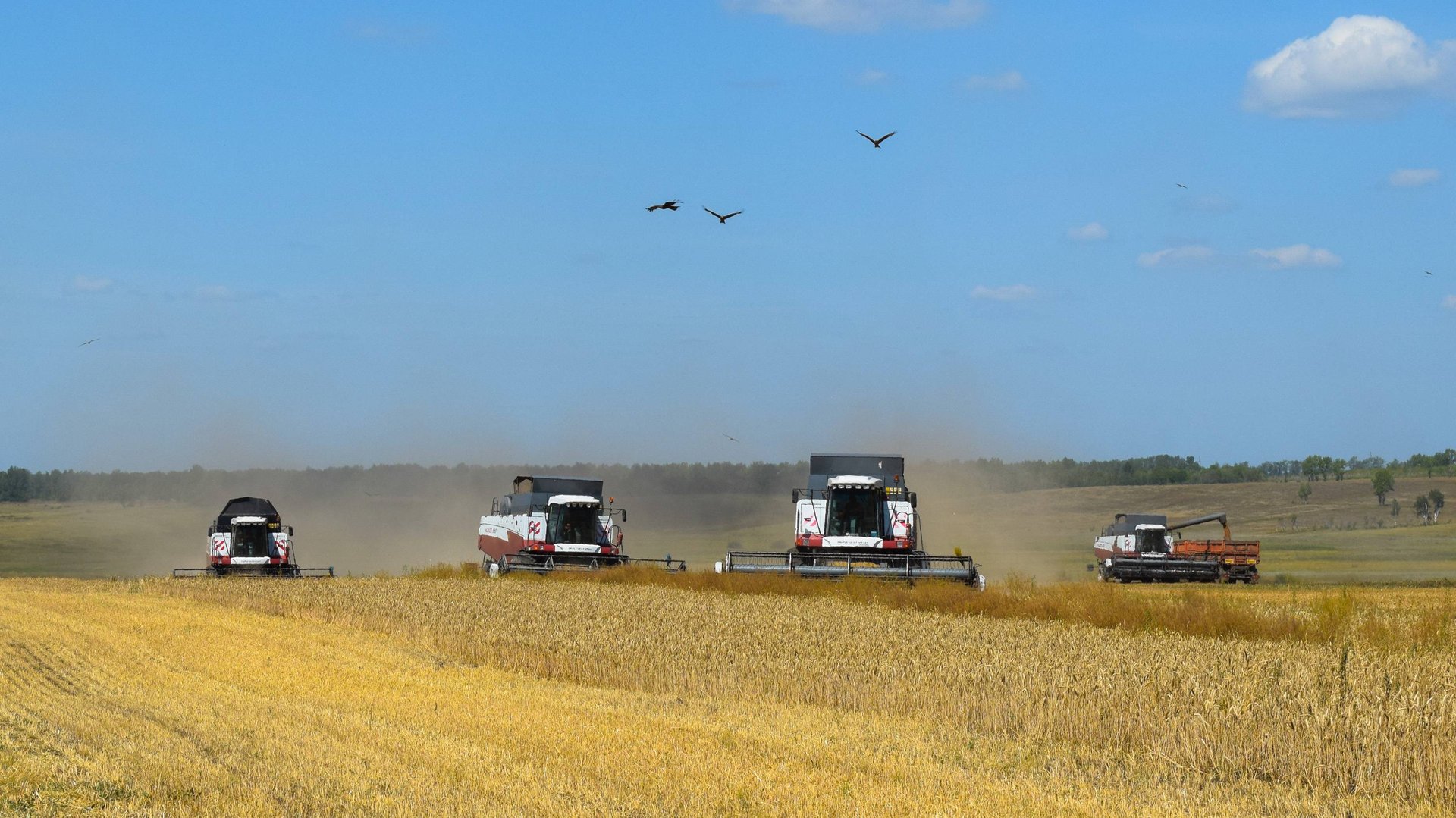 Уборочная-2021. Уборка озимой пшеницы. Комбайны Acros 530, Acros 580, Acros 585.