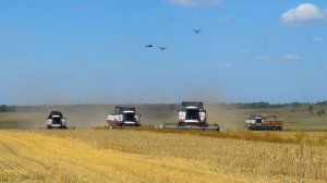 Уборочная-2021. Уборка озимой пшеницы. Комбайны Acros 530, Acros 580, Acros 585.