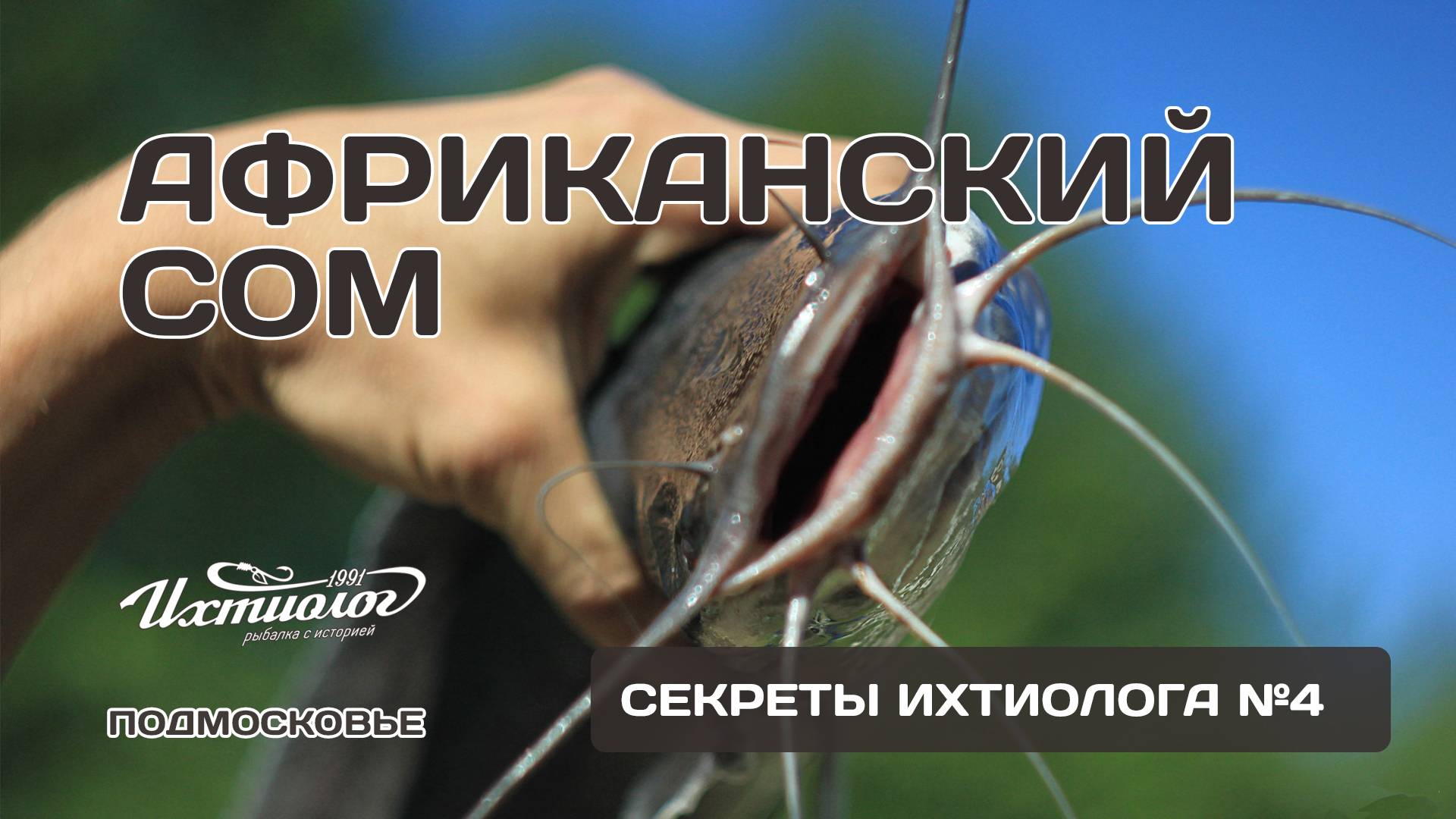 Африканский сом: Эксклюзивная рыбалка в Подмосковье — Секреты Ихтиолога №4 смотреть онлайн
