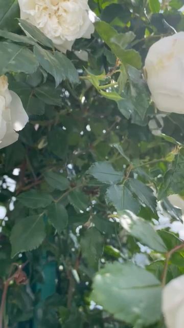 Белые розы 💖💖💖 смотреть онлайн