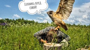 Сова филин Ёль выезжает из люпинового поля на Чуме Болотной, - не каждый может себе такое позволить