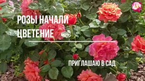 НАЧАЛО ЦВЕТЕНИЯ РОЗ В ПОДМОСКОВЬЕ