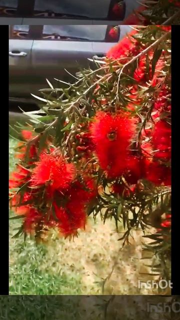 Красивый кустарник. Прекрасные моменты лета❤💐 смотреть онлайн