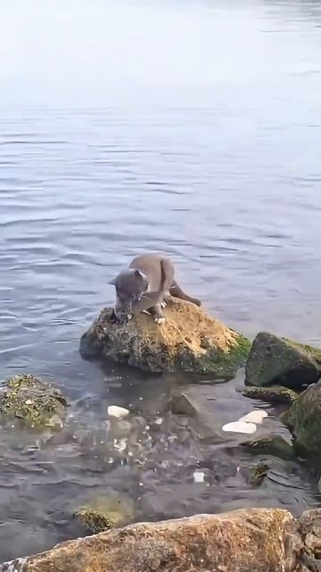 Кот рыболов 😾