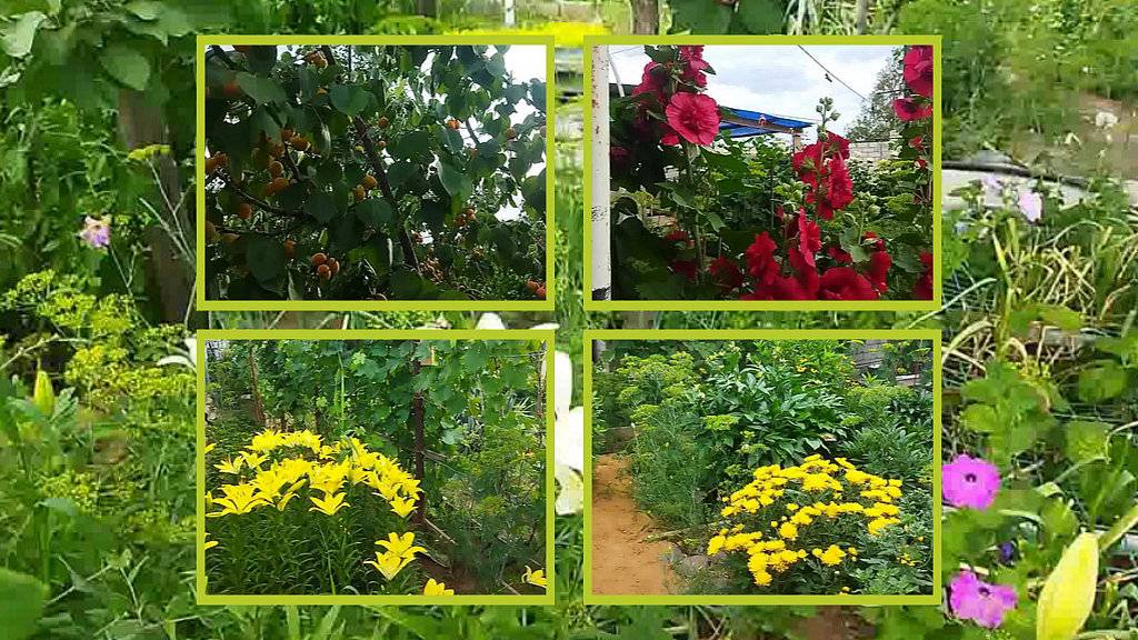 ЦВЕТУТ ЛИЛИИ, ЛЕТО 2025 ГОДА