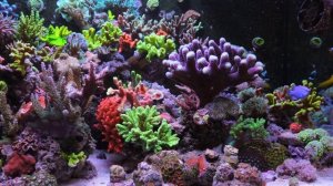 КАК БЕЗ ПРОБЛЕМ СОДЕРЖАТЬ МОРСКОЙ АКВАРИУМ