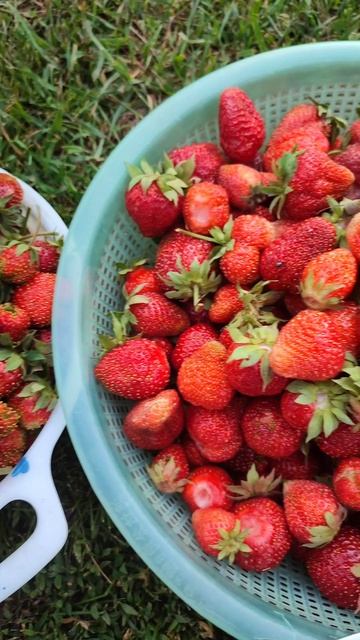 красно-сладкое