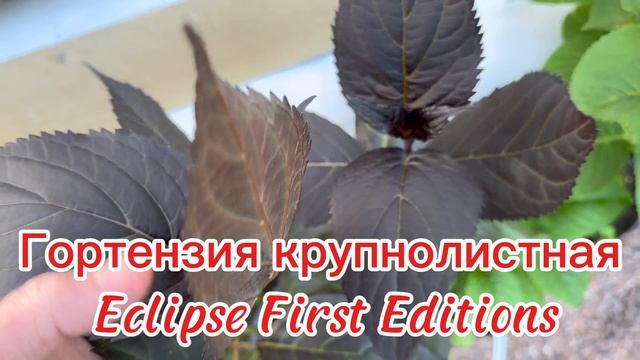 Добро пожаловать на ярмарку "Цветочная палитра лета" с 17-21 июня в ТЦ Форум, СПб смотреть онлайн