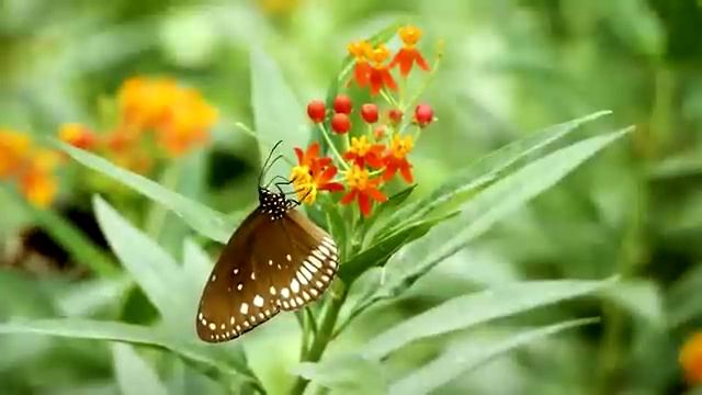 Животный мир в дикой природе смотреть онлайн
