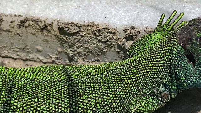 Дикая Россия, Северная Осетия. Ящерица Бёме смотреть онлайн